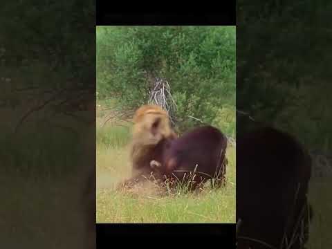 Epic Showdown: Lion vs Bear – Battle of the Beasts!