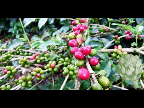 The Journey of a Coffee Bean | Potluck Video