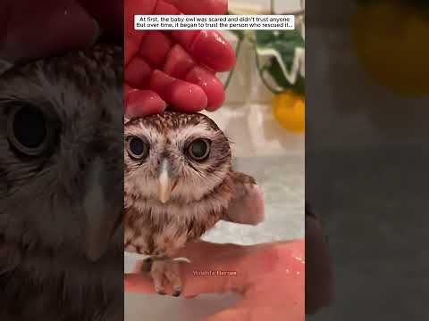 No one expected their bond to become so special #owl #babyowl #animals
