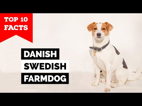 Danish-Swedish Farmdog - Top 10 Facts