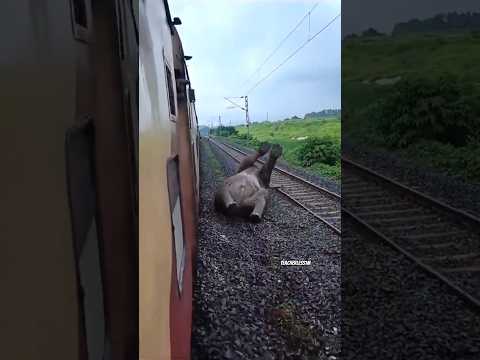 elephant accident #aesthetic #wildlife #elephante #wildpredator #animals #nature