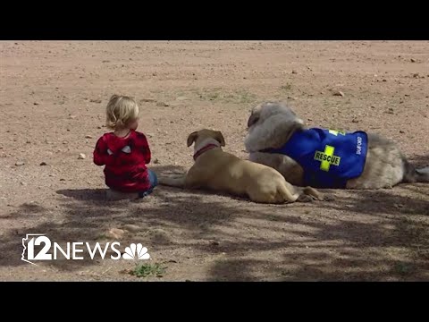Toddler reunited with dog that saved his life