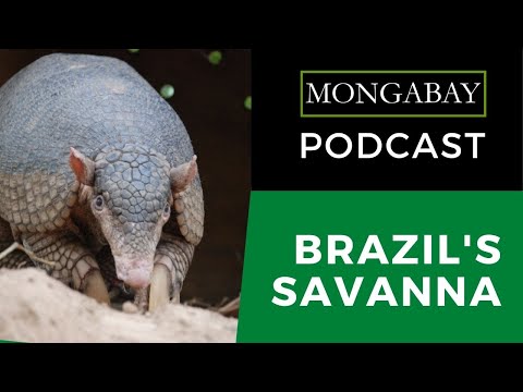 Podcast: Cerrado solutions: Creative conservation for Brazil&#039;s massive savanna