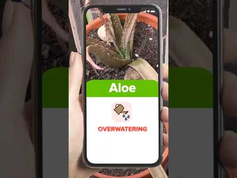 Plant identifier &amp; disease diagnosing App.